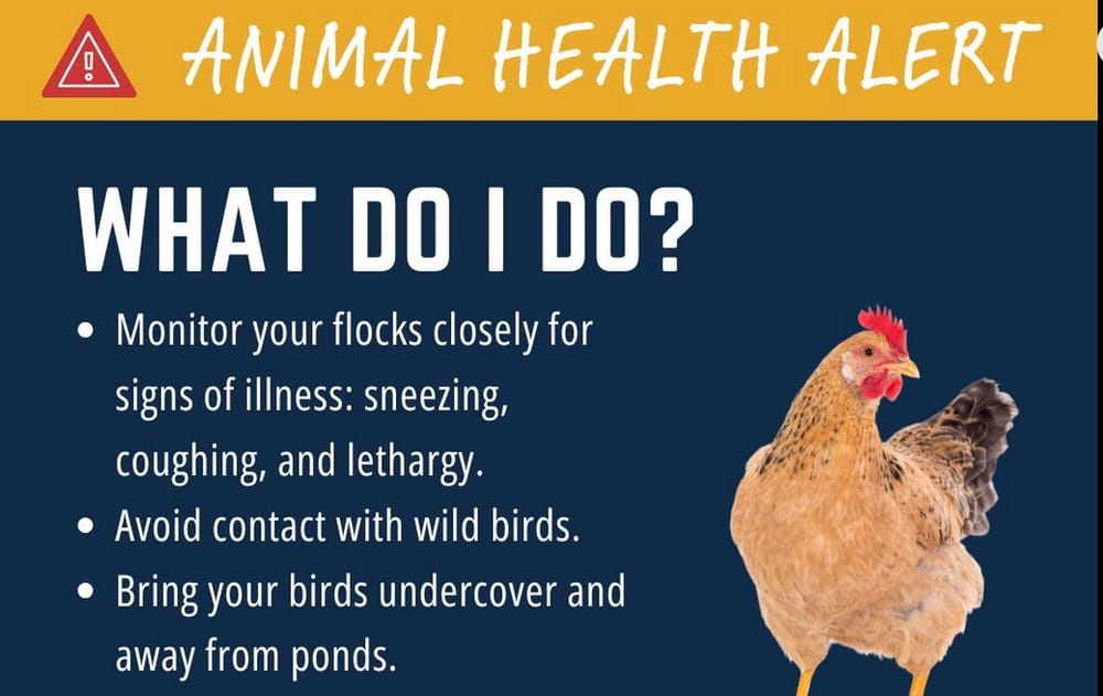 WSDA finds bird flu near Moses Lake, health advisory issued post image