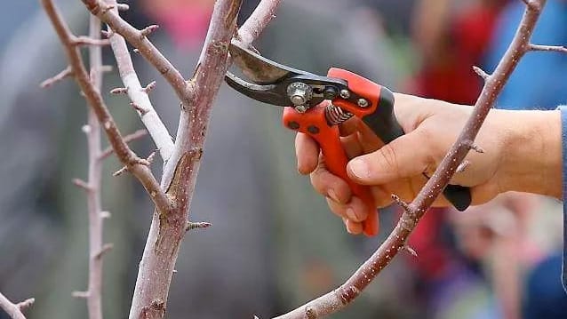 It's winter: prime time to prep for the gardening season post image