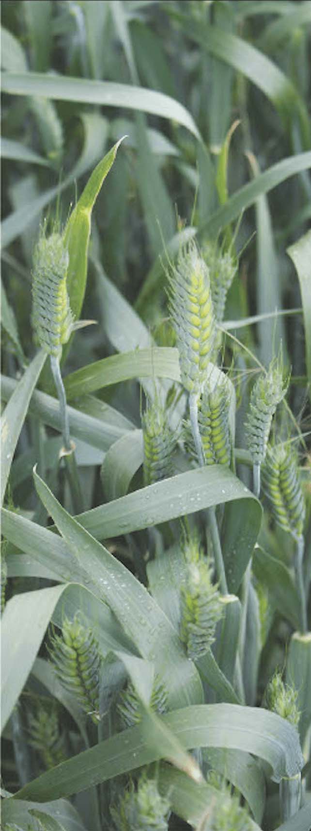 DRYLAND FARM LEASING OPPORTUNITY post image