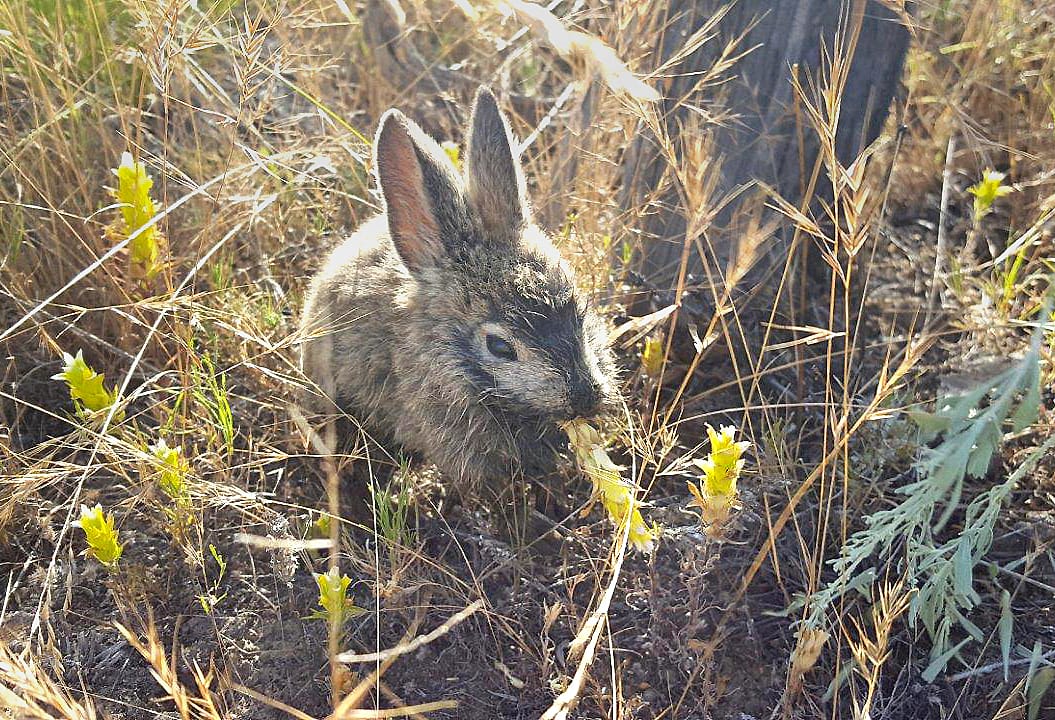 WDFW plans controlled burn in Sagebrush Flats area this spring
