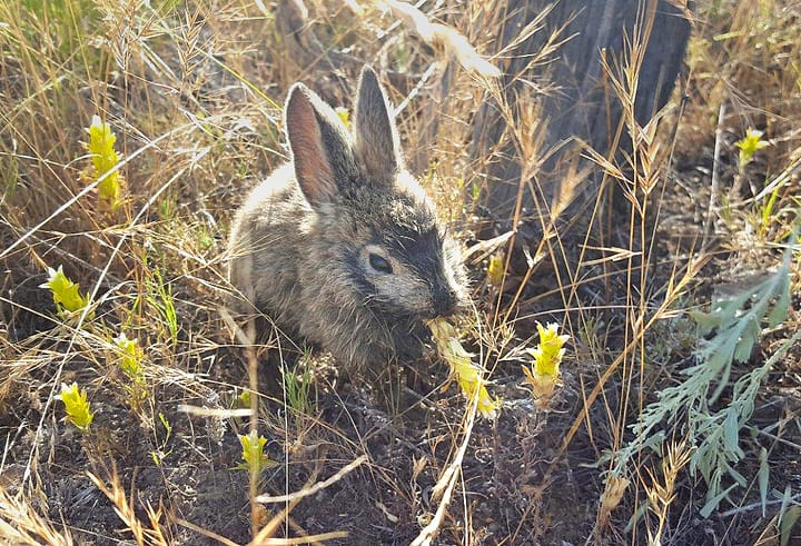 WDFW plans controlled burn in Sagebrush Flats area this spring